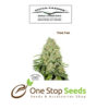 Dutch Passion Think Fast Available from one stop seeds and accessories Glasgow Scotland