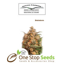 Brainstorm from one stop seeds and accessories Glasgow Scotland
