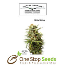 White Widow Femanised Available from one stop seeds and accessories Glasgow Scotland