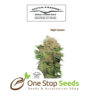 Night Queen Available from one stop seeds and accessories Glasgow Scotland