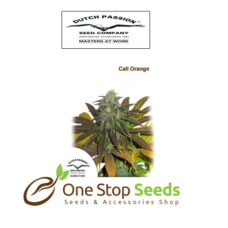Californian Orange Available from one stop seeds and accessories Glasgow Scotland