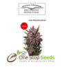Auto Blackberryb Kush from one stop seeds and accessories Glasgow Scotland