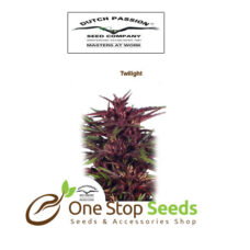 Twilight from one stop seeds and accessories Glasgow Scotland