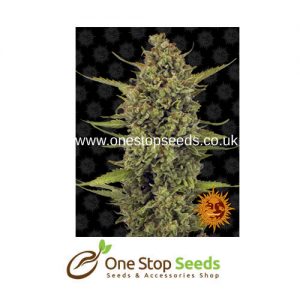 Barneys farm Acapulco Gold from one stop seeds Scotland uk