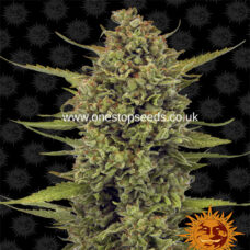 Barneys farm Acapulco Gold from one stop seeds Scotland uk