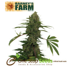Barneys farm Critical Kush Auto from one stop seeds Scotland Glasgow