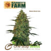 Barneys farm Malana Bomb Auto from one stop seeds Scotland Glasgow