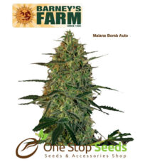 Barneys farm Malana Bomb Auto from one stop seeds Scotland Glasgow
