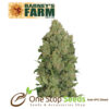 Barneys farm Pineapple Chunk Auto from one stop seeds Scotland Glasgow