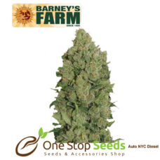 Barneys farm Pineapple Chunk Auto from one stop seeds Scotland Glasgow