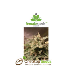 Auto Bubble seeds at one stop seeds and accsessories Scotland Glasgow