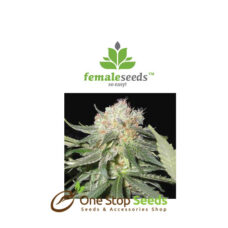Auto Kush at one stop seeds and accsessories Scotland Glasgow