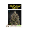 Big Bang Auto at one stop seeds and accsessories Scotland Glasgow