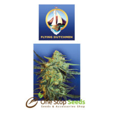 The flying dutchman Blueberry Skunk seeds at one stop seeds Scotland Glasgow