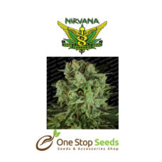 DURGA MATA II CBD by Paradise Seeds at one stop seeds Scotland Glasgow