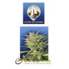 The flying dutchman Early Durban seeds at one stop seeds Scotland Glasgow