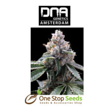 Florida Lemons Female DNA Genetics from one stop seeds Scotland Glasgow