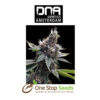 Florida OG Female DNA Genetics from one stop seeds Scotland Glasgow
