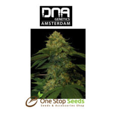 Holy Grail Kush Female DNA Genetics from one stop seeds Scotland Glasgow