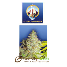 The flying dutchman Kerala Krush seeds at one stop seeds Scotland Glasgow