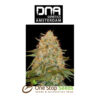 LA Chocolat Female DNA Genetics from one stop seeds Scotland Glasgow