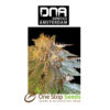 LA Confidential Female DNA Genetics from one stop seeds Scotland Glasgow uk