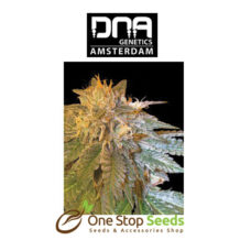 LA Confidential Female DNA Genetics from one stop seeds Scotland Glasgow uk