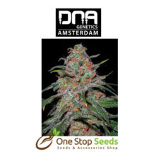 Lemon Skunk Female DNA Genetics from one stop seeds Scotland Glasgow