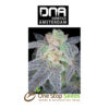 Purple OG #18 Female DNA Genetics from one stop seeds Scotland Glasgow
