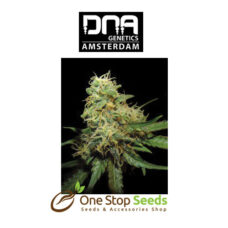 R.K.S. Female DNA Genetics from one stop seeds Scotland Glasgow