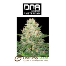 Rocklock Female DNA Genetics from one stop seeds Scotland Glasgow