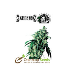Silver Haze #9 by sensi seeds at one stop seeds and accessories Scotland Glasgow