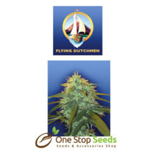 the flying dutchman Skunk No.1 seeds at one stop seeds Scotland Glasgow
