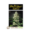 Skunk Auto Seeds at one stop seeds Scotland Glasgow