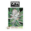 Sleestack Female DNA Genetics from one stop seeds Scotland Glasgow