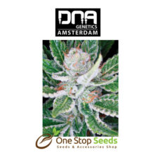 Sleestack Female DNA Genetics from one stop seeds Scotland Glasgow