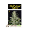 Super Critical Auto at one stop seeds Scotland Glasgow