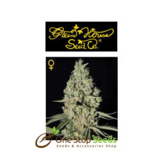 Super Critical from Greenhouse Seeds at one stop seeds Scotland Glasgow