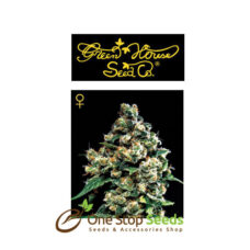 Super Silver Haze from Greenhouse Seeds at one stop seeds Scotland Glasgow