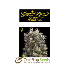 The Church CBD from Greenhouse Seeds at one stop seeds Scotland Glasgow