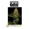 Exodus Kush Female DNA Genetics from one stop seeds Scotland Glasgow