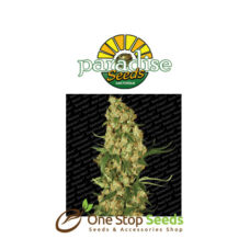 Paradise seeds Wappa at one stop seeds Scotland Glasgow