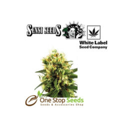 White Haze Automatic by sensi seeds at one stop seeds Scotland Glasgow