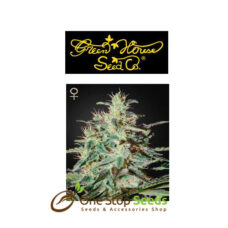 White Lemon from Greenhouse Seeds at one stop seeds Scotland Glasgow