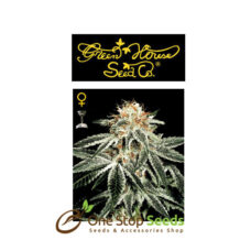 White Widow from Greenhouse Seeds at one stop seeds Scotland Glasgow