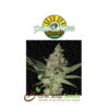 Acid by Paradise Seeds at one stop seeds and accessories Scotland Glasgow