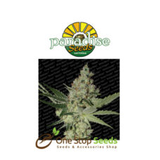 Acid by Paradise Seeds at one stop seeds and accessories Scotland Glasgow
