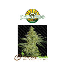 Allkush by Paradise Seeds at one stop seeds Scotland Glasgow