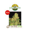 Auto Acid by Paradise Seeds at one stop seeds Scotland Glasgow
