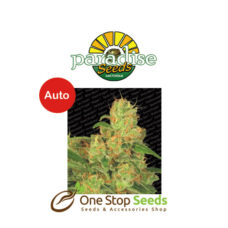 Auto Acid by Paradise Seeds at one stop seeds Scotland Glasgow